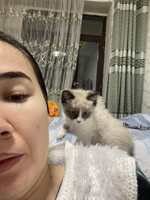 Котенок сиамский, пышык