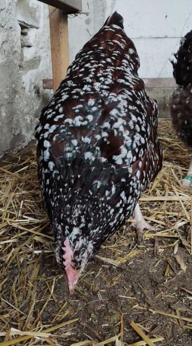 Ouă incubație Sussex