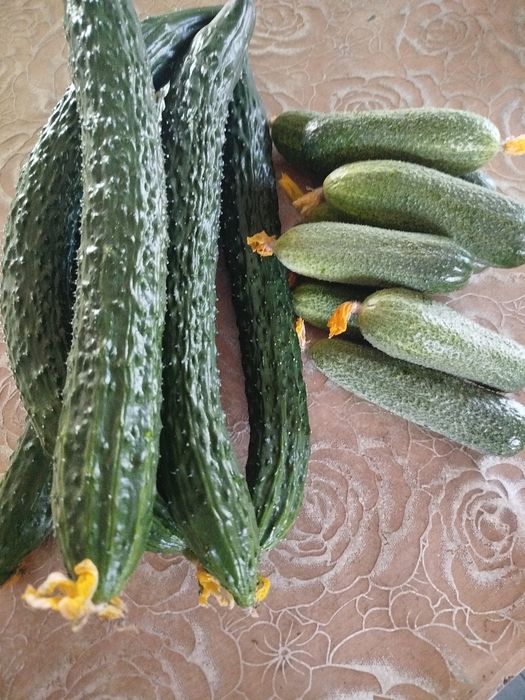 Продам домашние огурцы