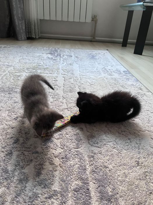 Голубоглазые котята