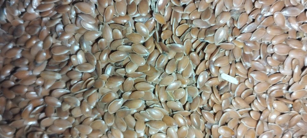 Продам Семена Льна  Сорт Северный