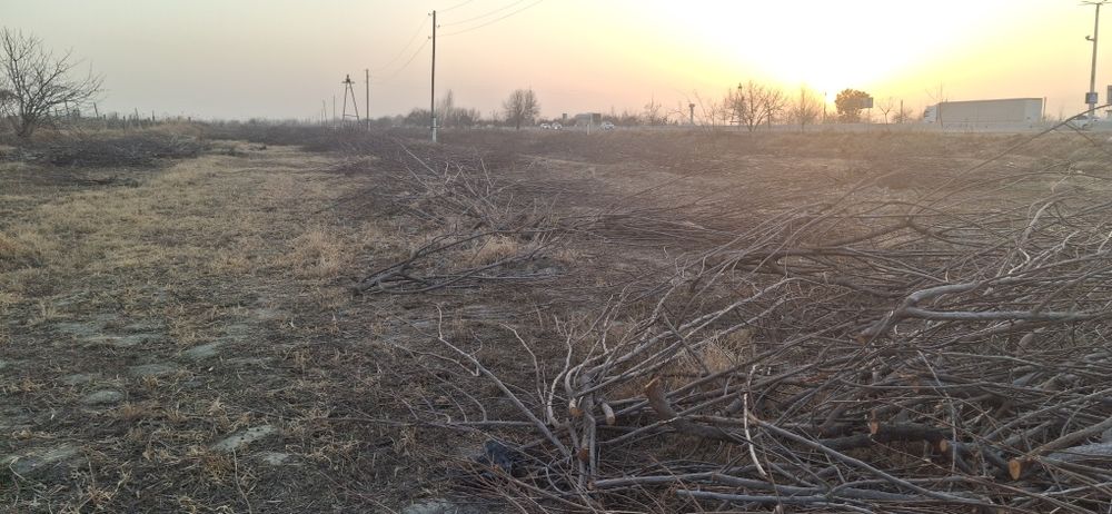 Daraxt o‘tin sotiladi,  kovlangan, kesilgan