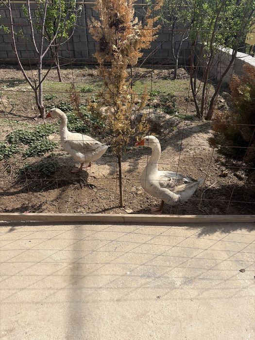 Казылар Линда белые