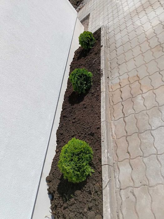 Западна туя смарагд от 0,50м до 2,50м Фастигиата 1,50м