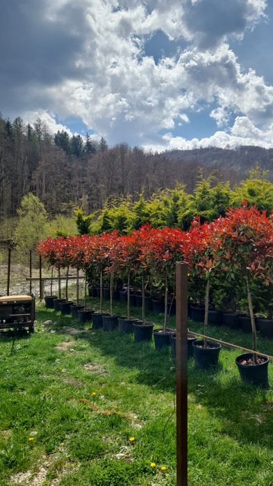 Photinia Robin Red Plante