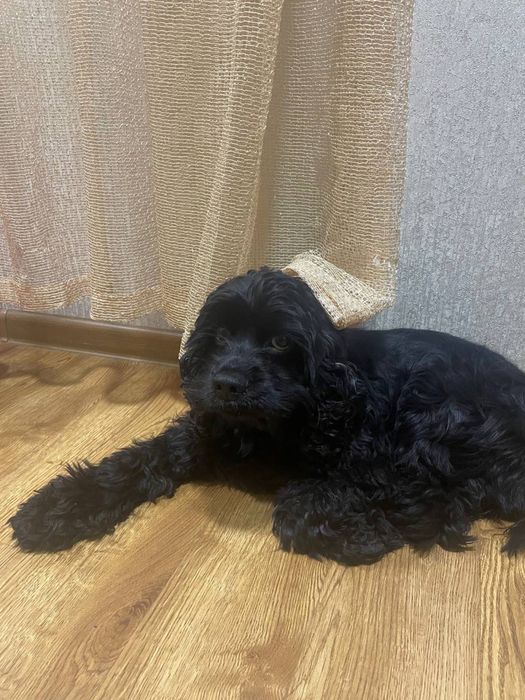 Пропала любимая собака! Черный Кокер Спаниель.