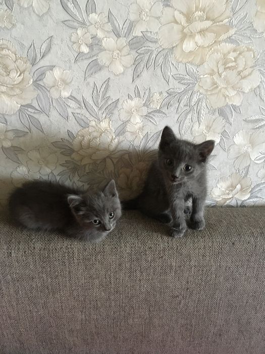 Котята в добрые и любящие руки.