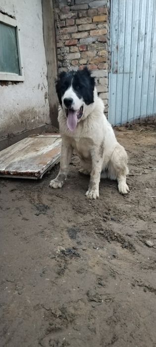 Сатам жағдай жақсы