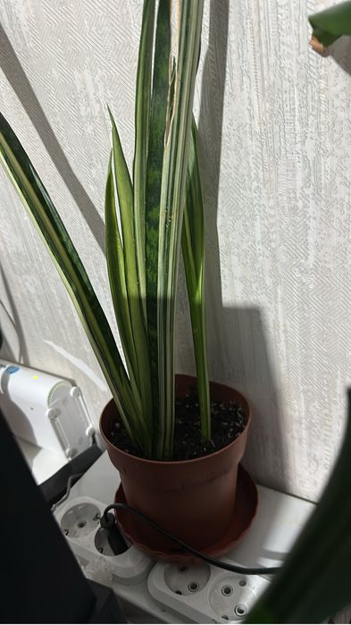 Комнатные растения