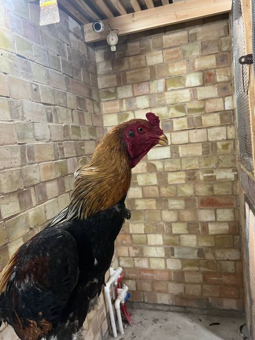 Dakan xoroz sotiladi