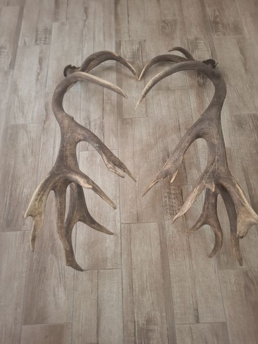Coarne de cerb carpatin