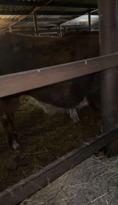 11 голов. бычков