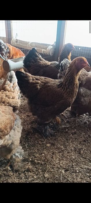 Брама голубо-куропатчатая