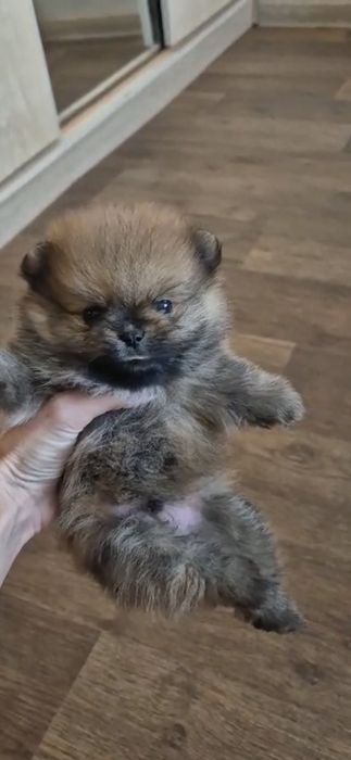 Шпицы соболинные