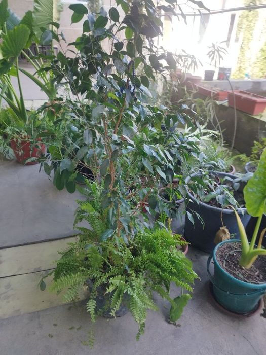 shu gullar sotiladi narxi kelishiladi