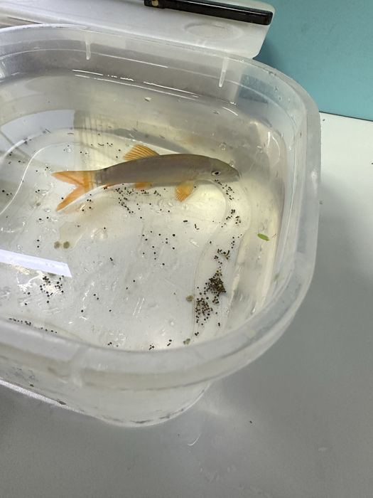 Рыбка Боция Модеста (мирная)