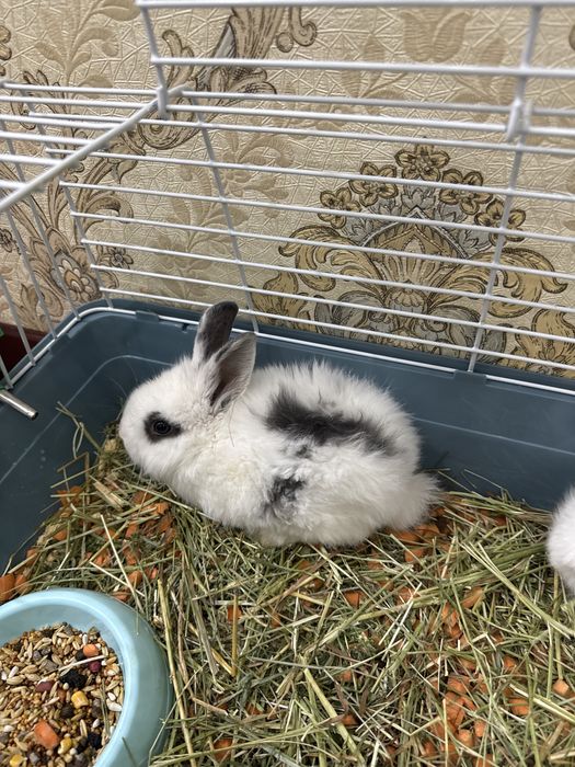 Продаются декоративные кролики