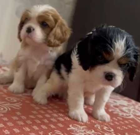 Кавалер Кинг Чарльз Спаниель