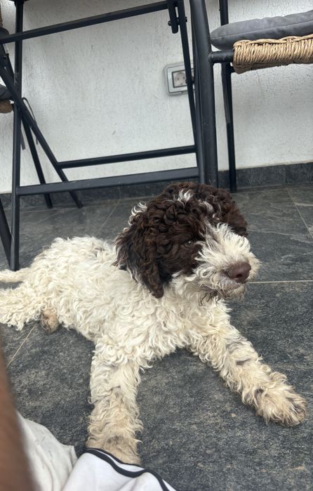 Lagotto romagnolo