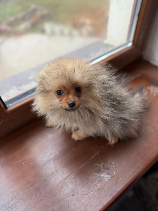 Щенки померанского шпица