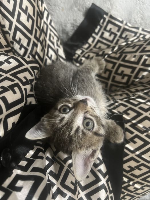 Котенок девочка 1,5 месяцев