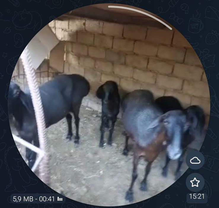 Ona bola qoʻylar sotuvda