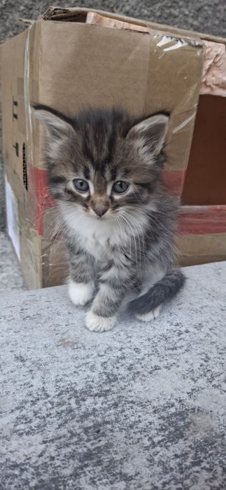Котята ищут дом и