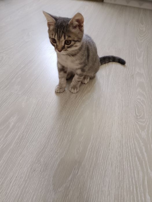 Отдам бесплатно котёнка.