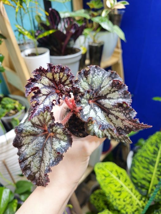 Бегония разных сортов