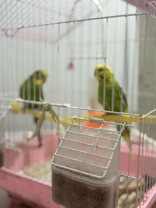 попугаи мальчик девочка 1,5года