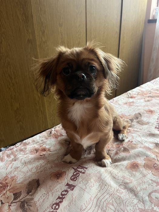 Продавам чистокръвен пекинез