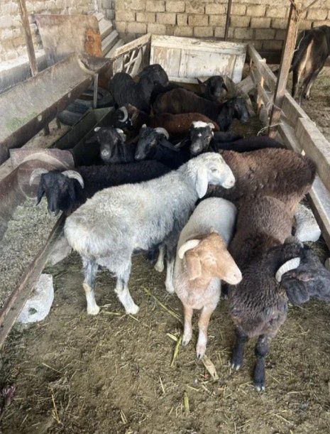 Qoʻy qoʻzilar kelishilgan holda