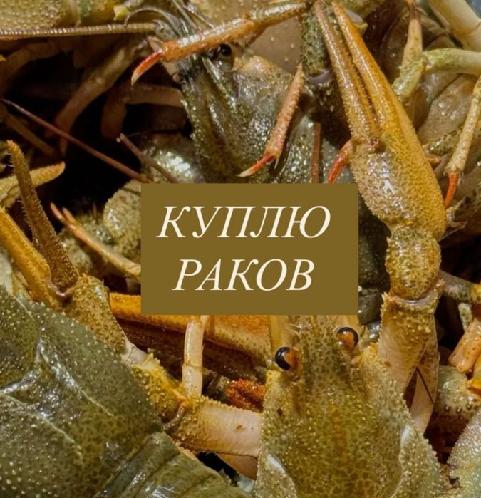 Раки оптом . Раки.