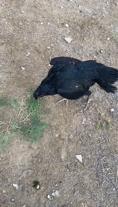 Дакан империя шамо