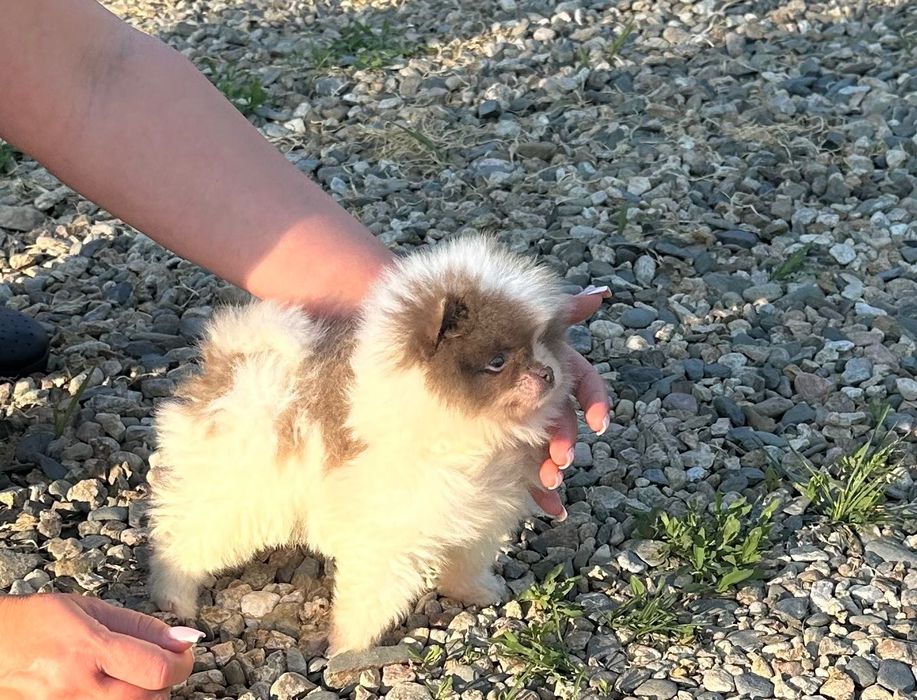 Померан мъжко и женско