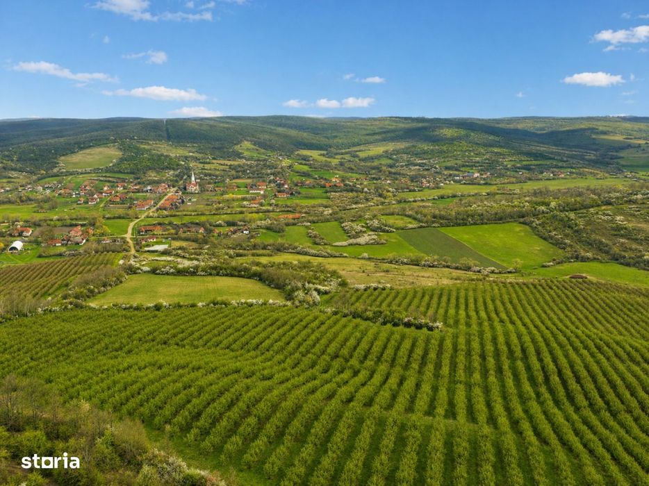 Teren 20 ha vestul Romaniei – ideal plantatie aluni / livada