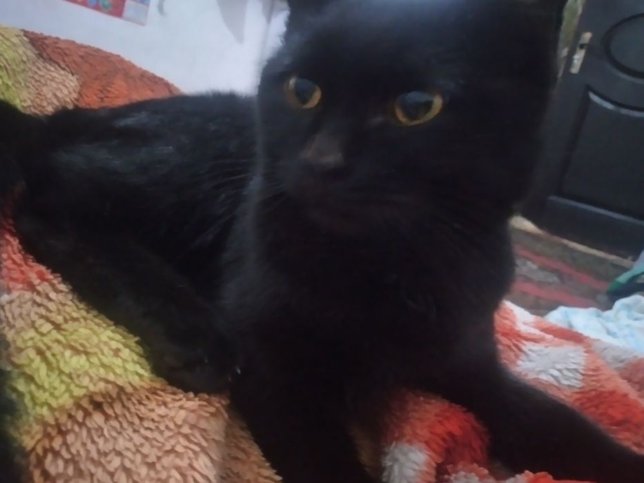 Aqilli mushuk tekinga beriladi.