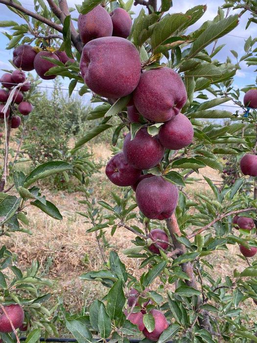 Мевали кўчатлар 2025| шафтоли кўчатлар | олма кўчатлар | узум кўчатлар