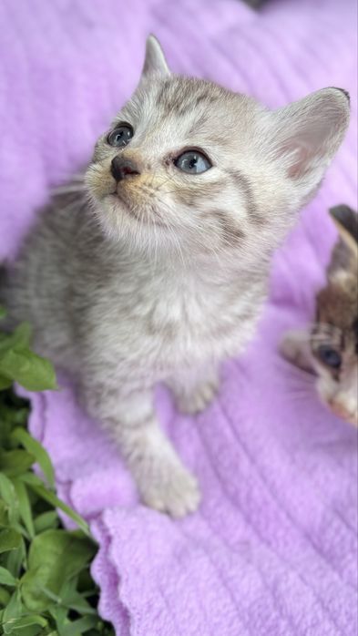 Котята мальчики и девочки в добрые руки