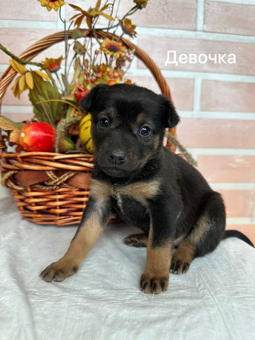 Щенки в поиске дома