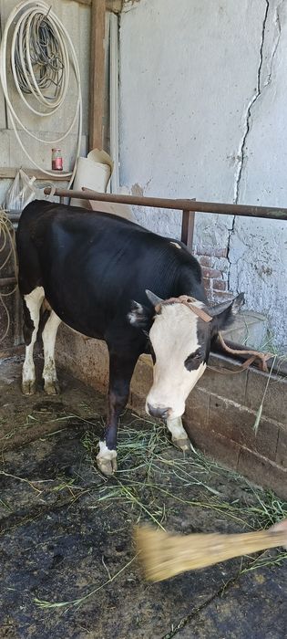 Продам годовалого