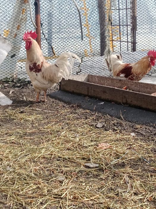 Петух молодняк брама