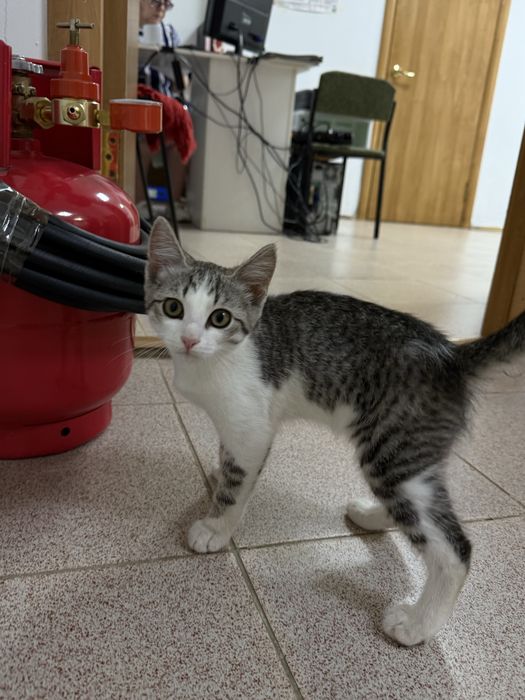 Котенок мальчик
