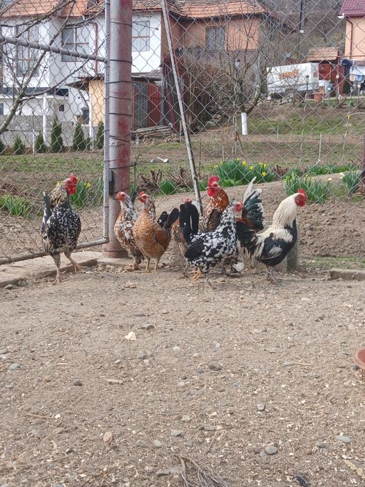 Gaini pitice de vânzare