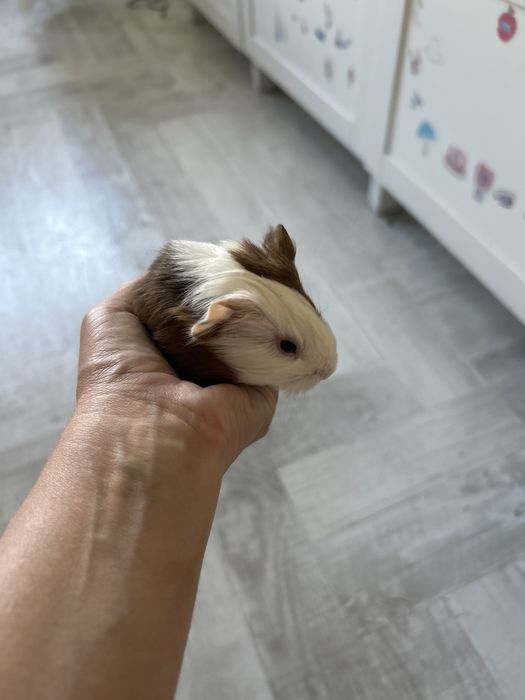Donez porcusori de de Guineea