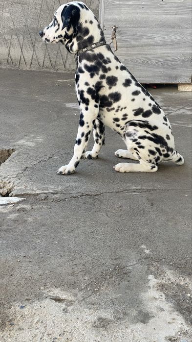 Toza qonlik dalmatin kuchuk sotiladi