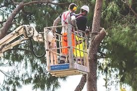 Подрезка деревьев, спил и кронирование!