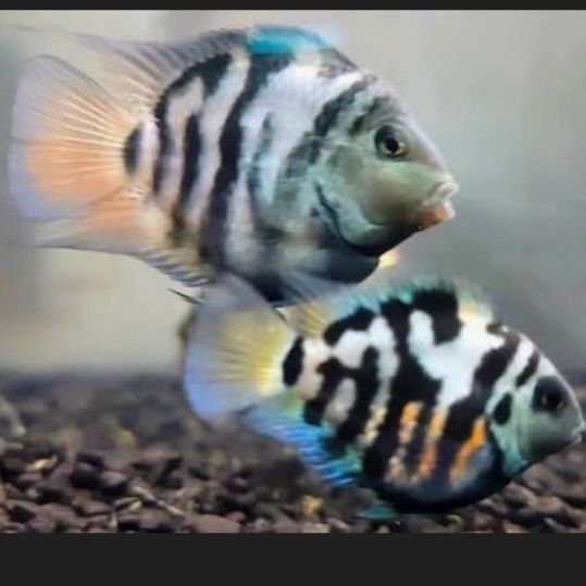 Сапфировый попугай