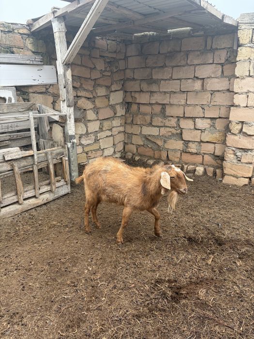 Продаётся нубийский молодой козёл