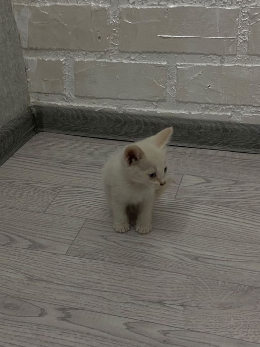 Отдам котят в хорошие руки